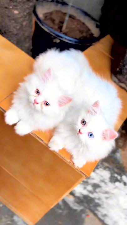Cat love ☺️❤️❤️