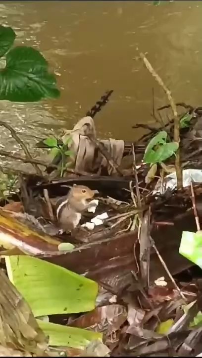 Animals Beautiful Video