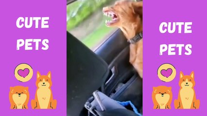 Cats and Dogs in Comedy Mode