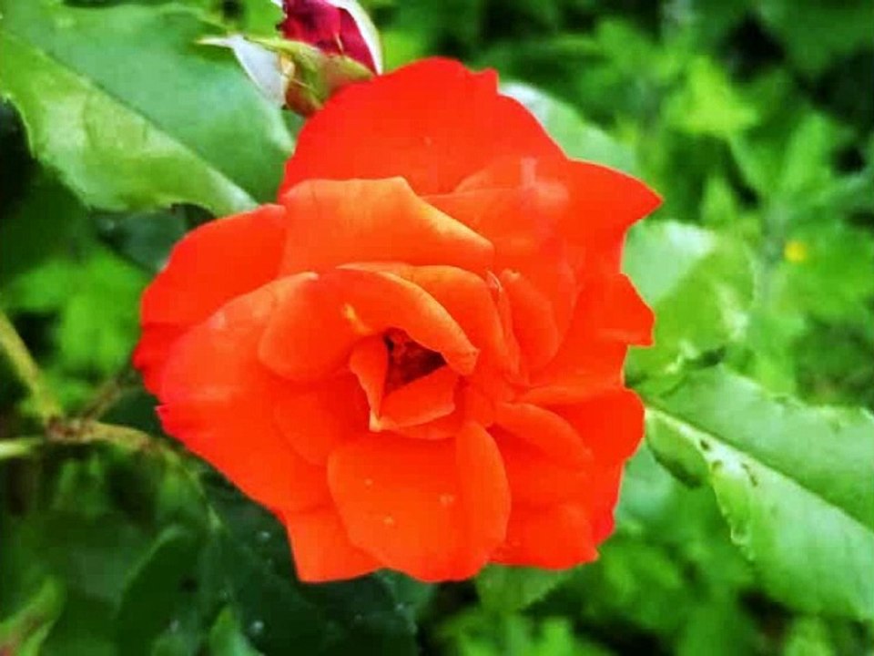 LAGRIMA DE ROSA