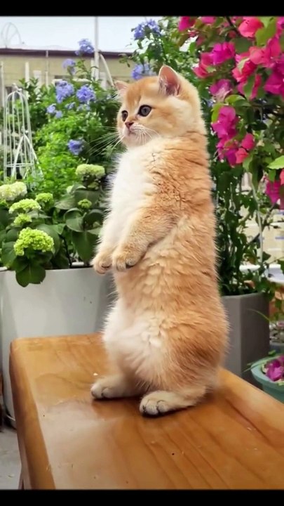 The Ultimate Funny Cat Videos
