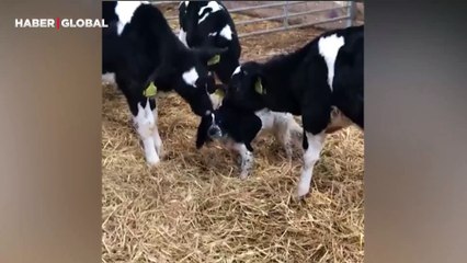 Dalmaçyalı köpeği yavrusu sanan inek kahkahaya boğdu