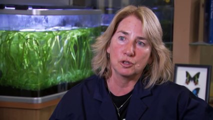 Rare octopus squid found dead west of Kangaroo Island, dissected by researchers at SA University