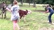 Cow Tries to Run Away as Donkey Tries to Approach Them