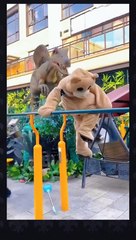 Panda funny videos panda video