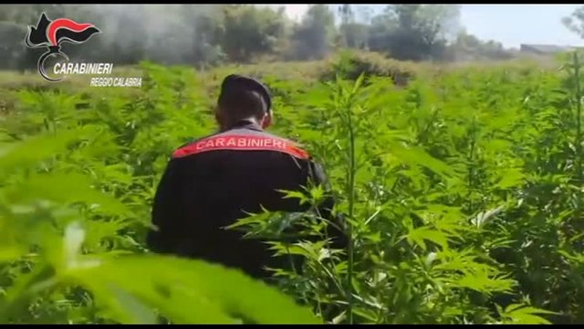 Scoperte in Calabria 4 piantagioni di marijuana, distrutte oltre 2500 piante