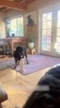 Rottweiler Plays with Stuffed Raccoon