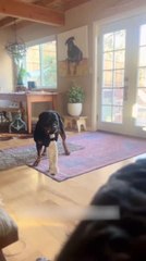 Rottweiler Plays with Stuffed Raccoon
