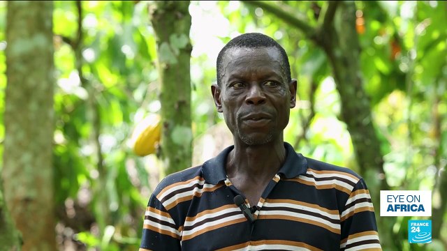 81% of Ghana's cocoa harvest infested with bean disease