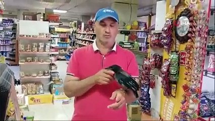 3.5 aydır beslediği Şakir isimli kargayı Rize çayına alıştırdı