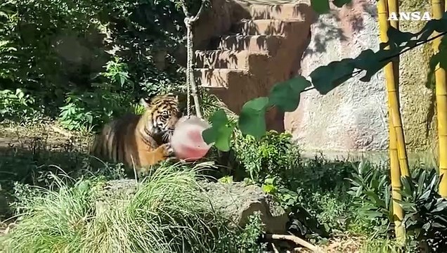 Caldo record, gelati e cibo ghiacciato per gli animali del?Bioparco?di Roma