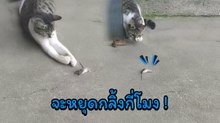 หรือนี่จะเป็นวิธีเอาตัวรอด... กลิ้งให้เจ้าเหมียวงงแล้วค่อยซิ่ง