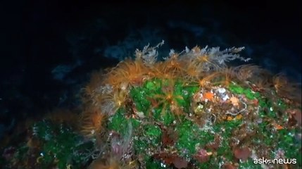 Greenpeace: la biodiversit? marina in Italia minacciata dalle estrazioni minerarie