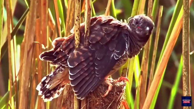 8 Animal Parents That Abandon Their Babies - Shocking Truths!