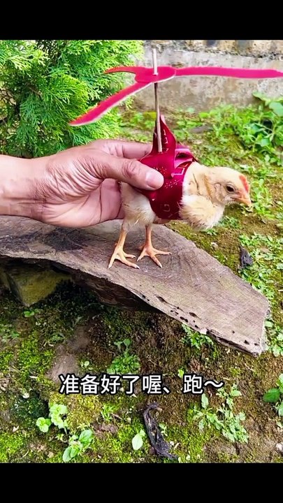 Funny video 2024