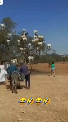 funny video Goats instead of leaves on the tree 
