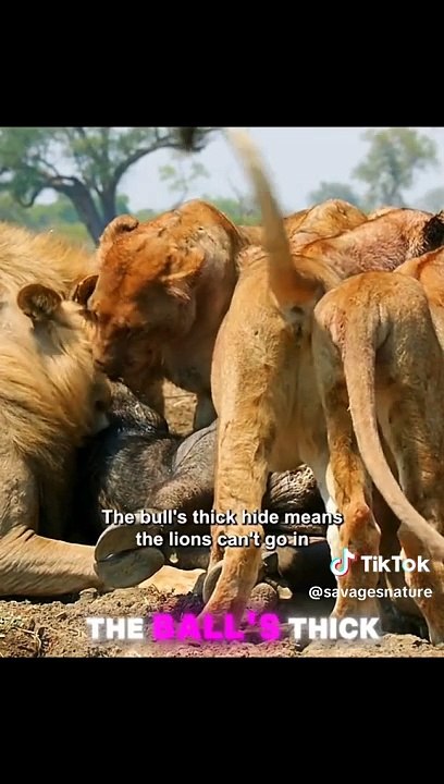 Animal shocking
