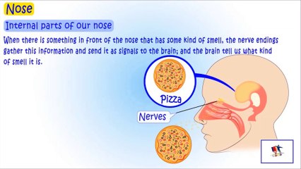 Our Sense Organs – Nose, Tongue, And Skin