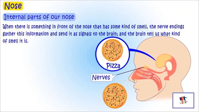 Our Sense Organs – Nose, Tongue, And Skin