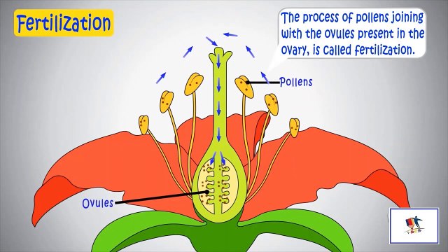 Pollination And Fertilization In Plants