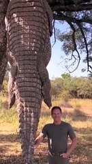 The Worlds Largest Crocodile