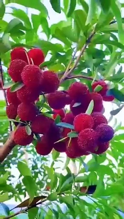 Fruit lovers