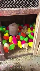 Cute and beautiful lovely hen chiks
