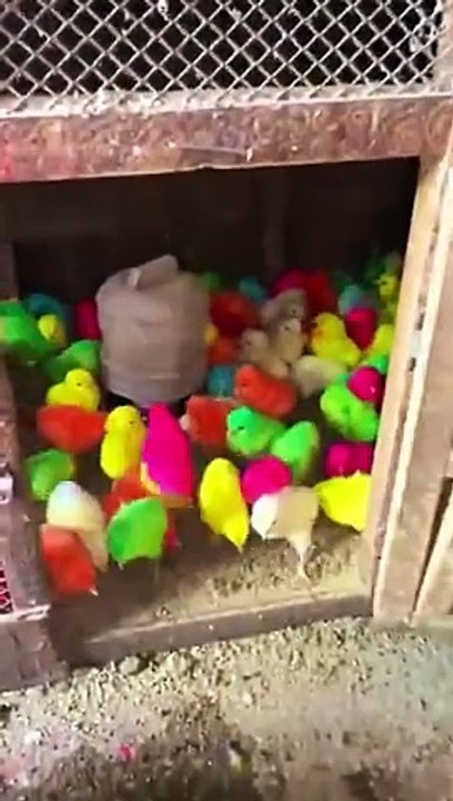 Cute and beautiful lovely hen chiks