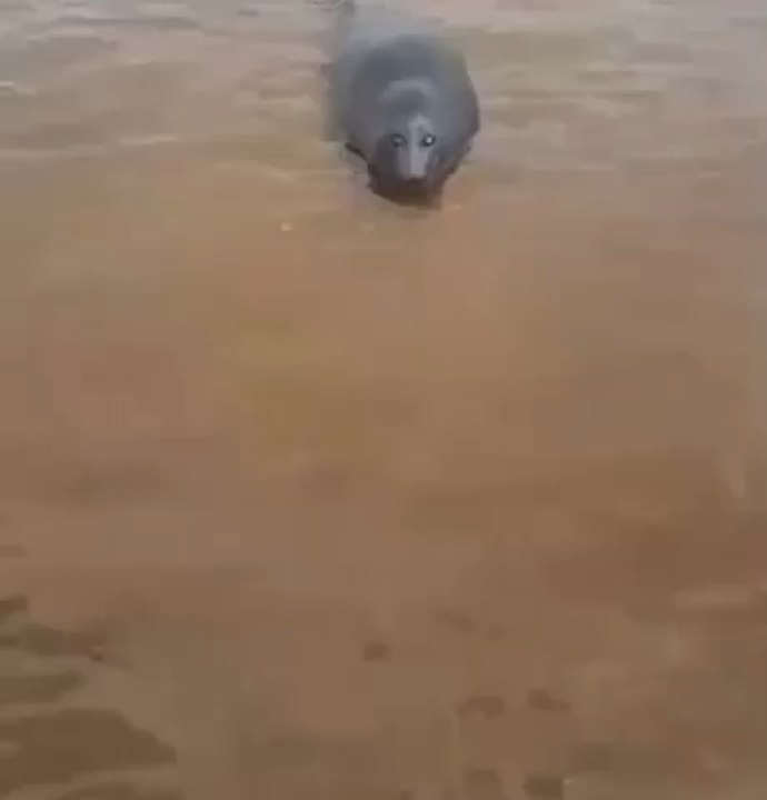 Baybee seal