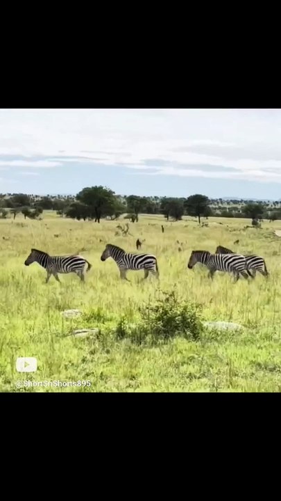 Forest  Race Zebra  vs Baboon  #fastest #shorts895