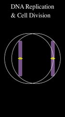 DNA Replication