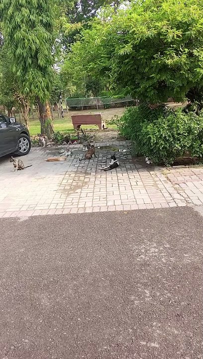 Beautiful 7 cat in the park 