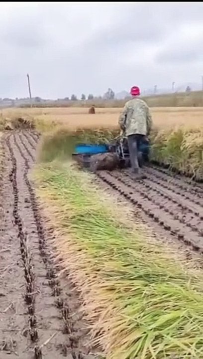 Rice Working Rice Cutting Machine Working