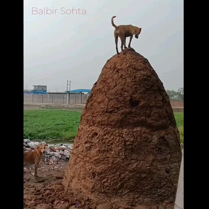funny video | amazing funny video in village | funny video