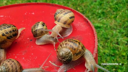 Seven snails  race.  Famiglia di Chiocciole  09 2020