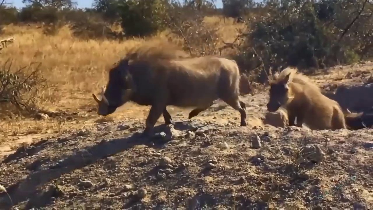 Paradoxical Story! These Warthogs Fight Back Madly And Knock Down Leopard, Lion To Escape Easy (1)