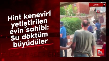 Aydın'da Hint keneviri yetiştirilen evin sahibi: Su döktüm büyüdüler