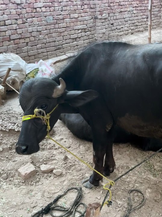 #trending #viral #usa #shortvideo #viralvideos #animals #nature #cow #cowbaby #innocent #petslife