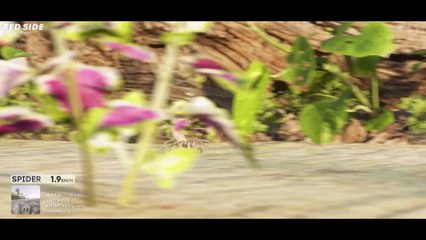 SPEED COMPARISON 3D  Animals