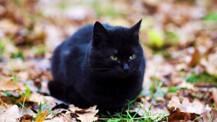 Discover 7 Lesser Known Facts About Black Cats 1080p