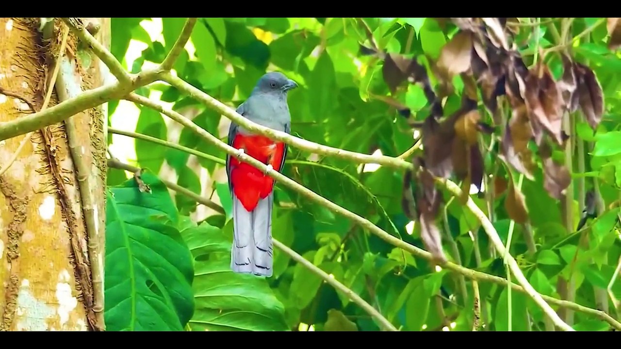 RELAXING . Tranquil Relaxing Music - Serene Melodies for Stress Relief, Deep Meditation, Sleep