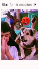 Animal Antics: The Funniest Pets on the Planet! Part 3