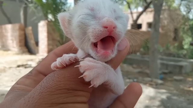 New Born Cute & Innocent Kittens Meowing Compilation 2024 || Kitten Meowing So Loudly || Kittens meowing (too much cuteness) || Funniest Cats | Funny Cats Videos 2024 Funny Cat Videos − Funny Cats || Funniest Animals 2024 Best Funny Cats