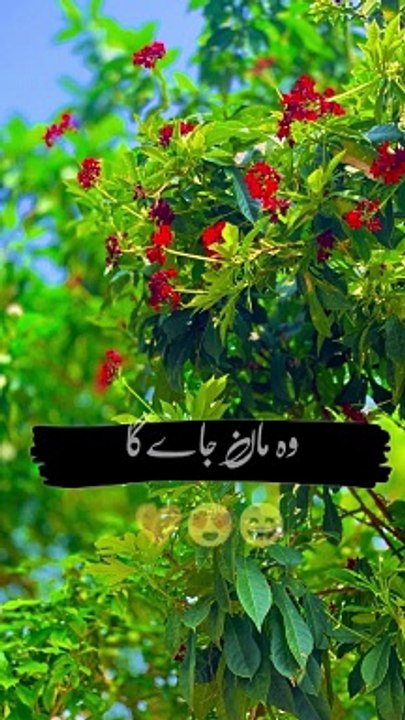 Dua Kia kro 