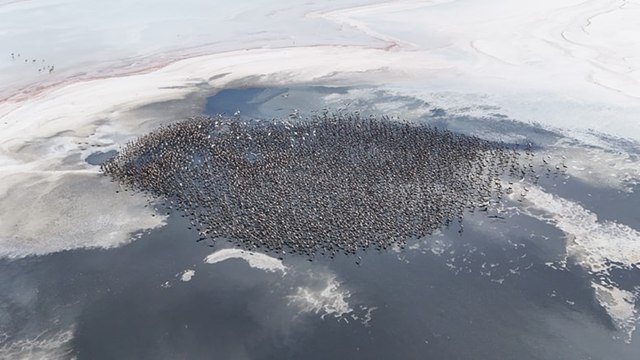 Binlerce flamingo Tuz Gölü'nde dünyaya gözlerini açtı