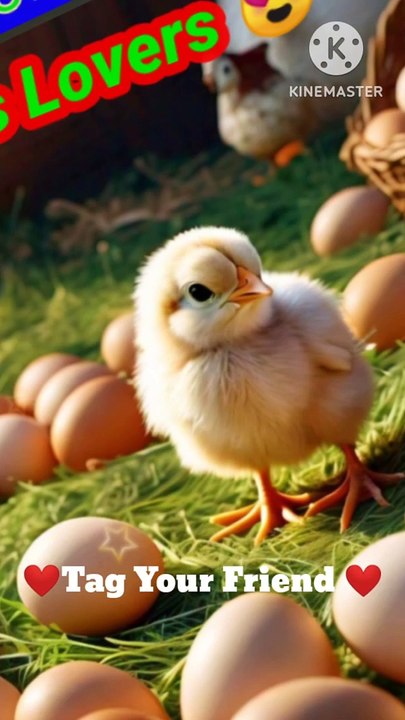 Chicks #trending #birds #chicks #shortvideos #viral #cute #chickes #chick #viralvideos