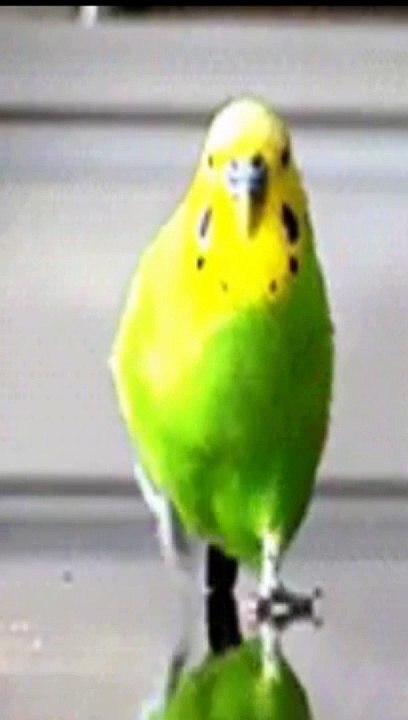 ¡Mira * a Este Loro Bailarín y Cantante!