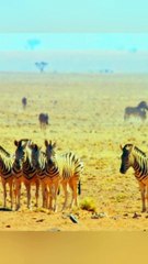 foryou_#foryoupage_#woldlife_#nationalgeographic_#fyp