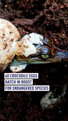 60 crocodile eggs hatch in boost for endangered species