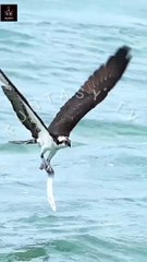Eagle - Falcon Category Are Amazing Birds